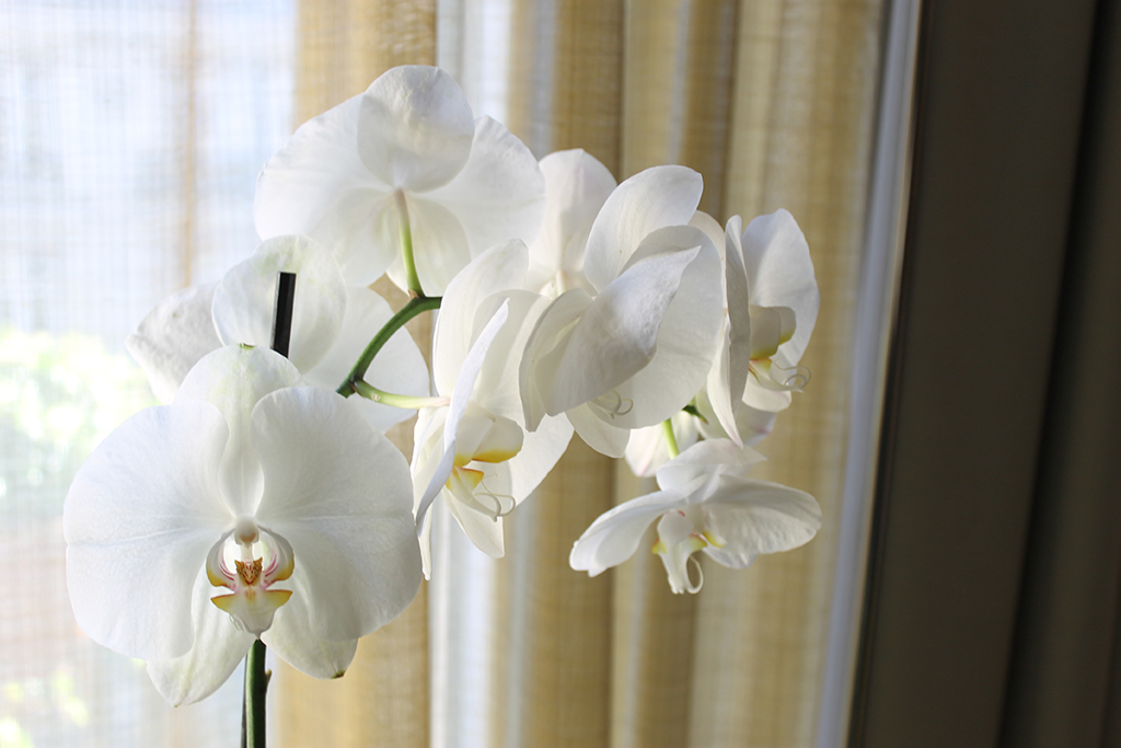 orchidée_phalaenopsis_hotel_edouard_7_paris