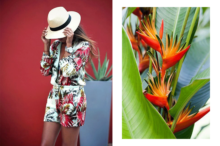 look-tropical-sincerely-jules
